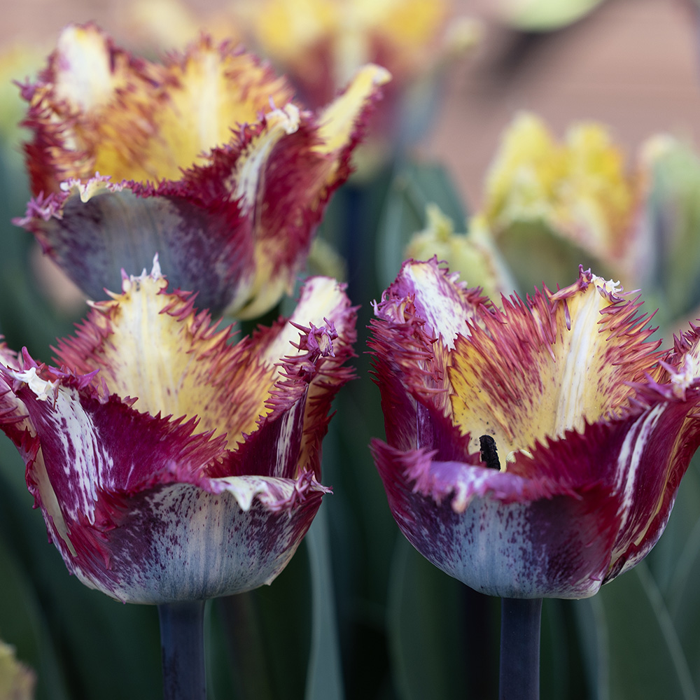 Papegøjetulipan  'Color Fusion' 7 stk