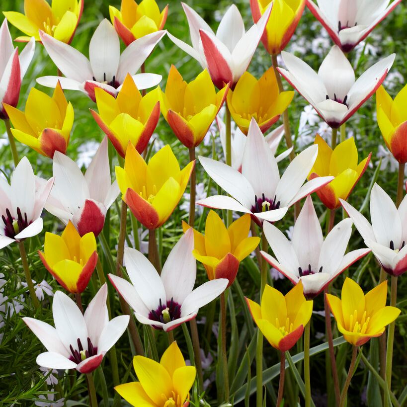 Italiensk Tulipan 'Belles Tulipes' 25 stk. i gruppen Tips / Løg og knolde hos Impecta Fröhandel (466580)