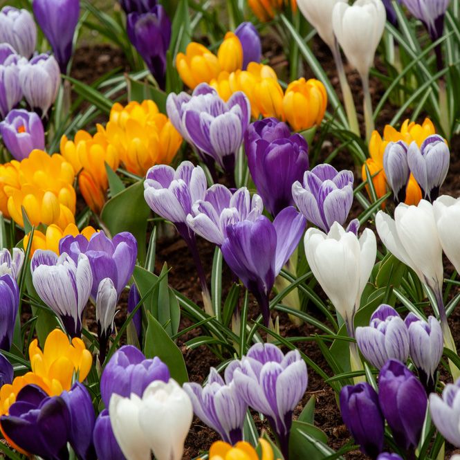 Krokus Blandede sorter 50 stk. i gruppen Løg og knolde / Forårsblomstrende løg og knolde / Krokus hos Impecta Fröhandel (466640)