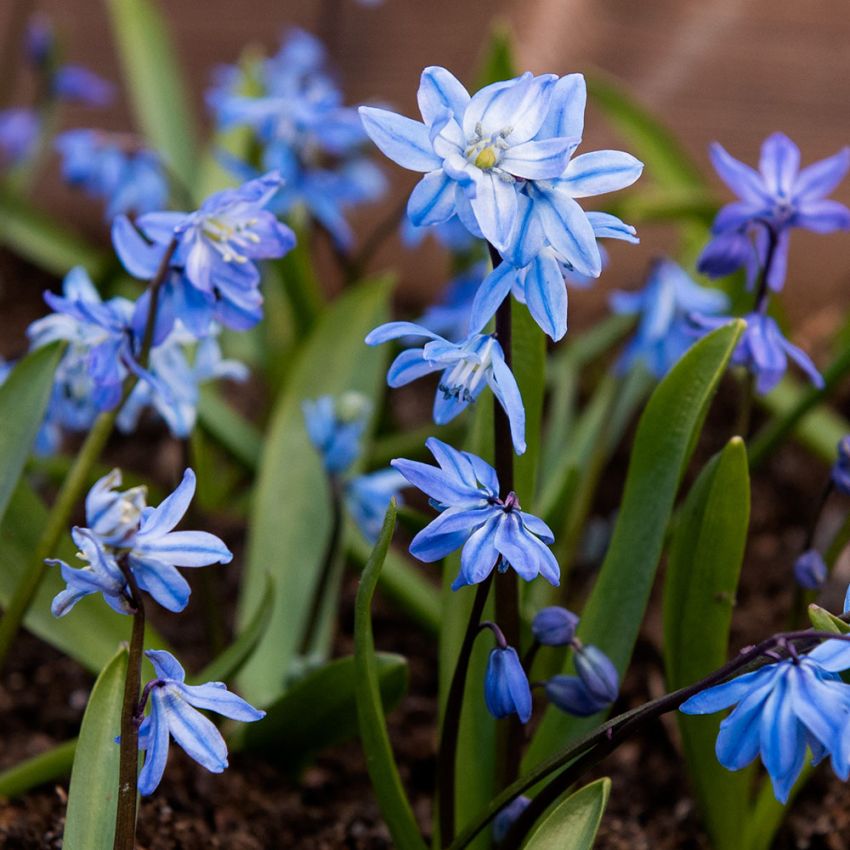 Russisk Blåstjerne 50 stk. i gruppen Løg og knolde / Forårsblomstrende løg og knolde / Naturaliserende blomsterløg hos Impecta Fröhandel (466840)