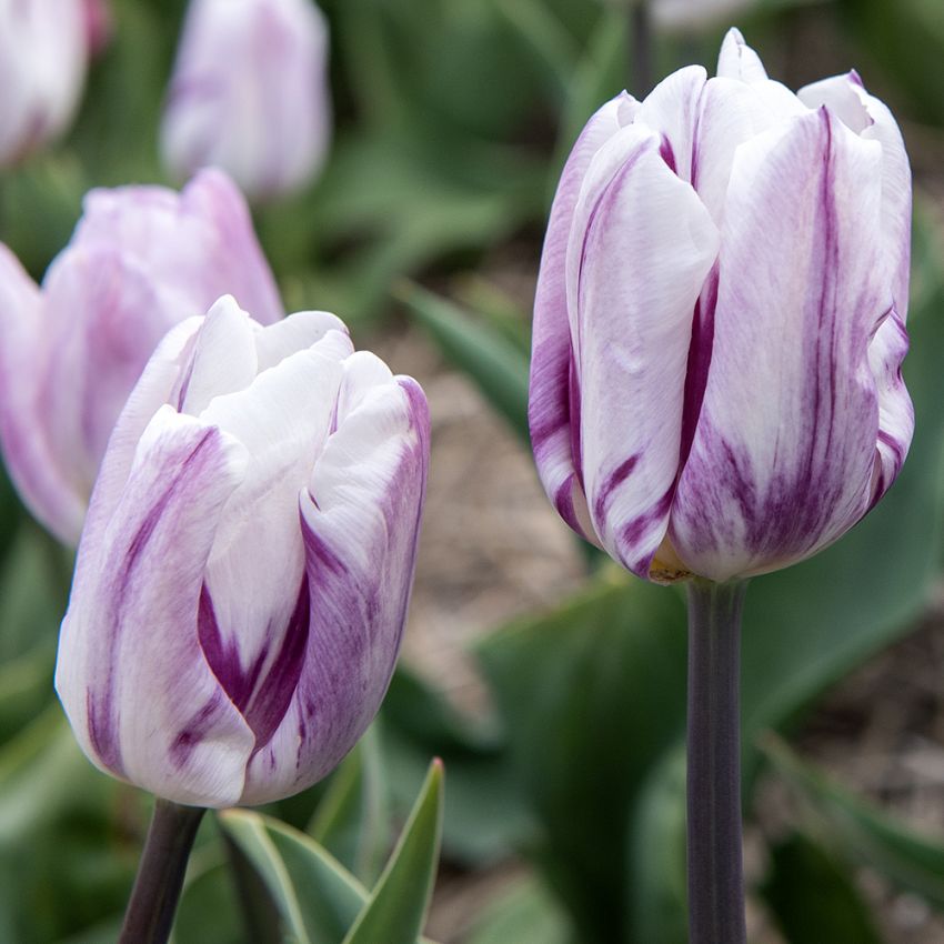 Triumftulipan 'Flaming Flag' 80 stk. i gruppen Løg og knolde hos Impecta Fröhandel (467510)