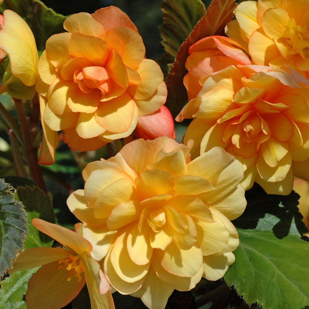 Hængebegonia F1 'Illumination Apricot' i gruppen Frø / Etårige blomster hos Impecta Fröhandel (49)