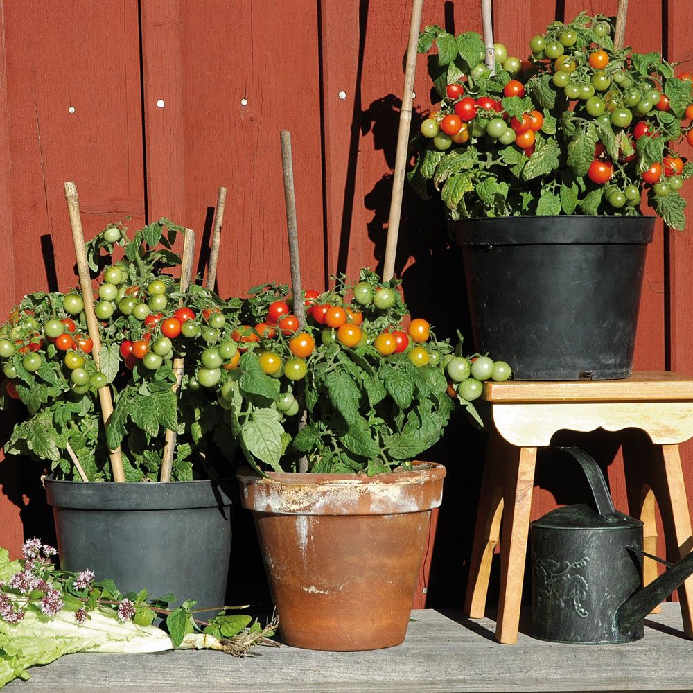 Cherrytomat F1 'Vilma' i gruppen Frø / Grøntsager hos Impecta Fröhandel (500)