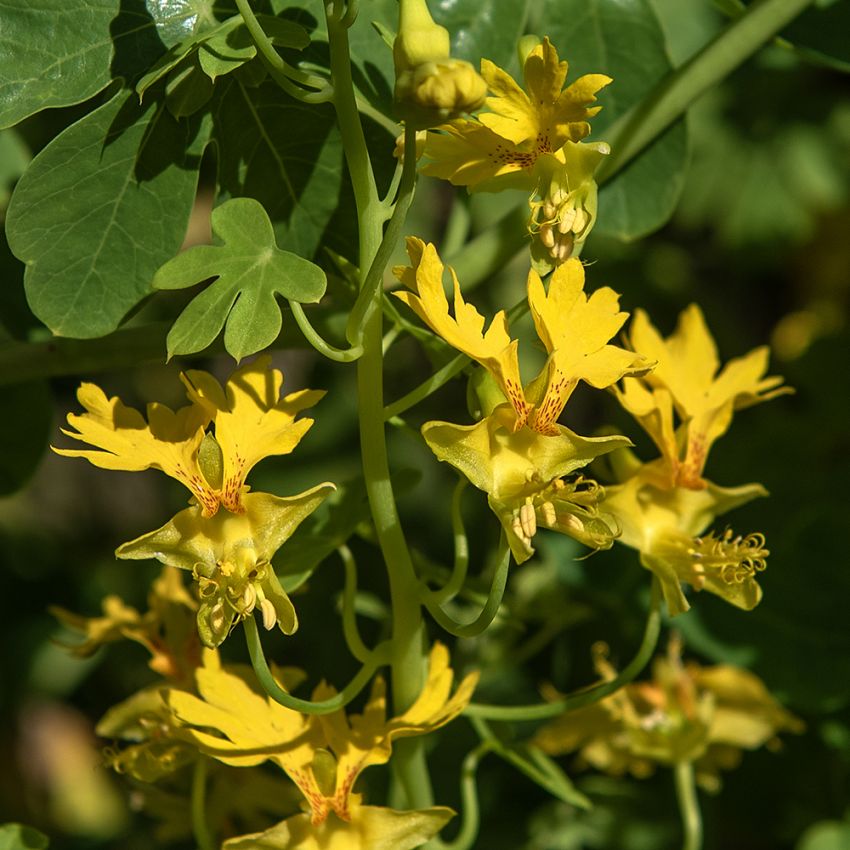 Sommerfuglekarse i gruppen Frø / Etårige blomster hos Impecta Fröhandel (509)