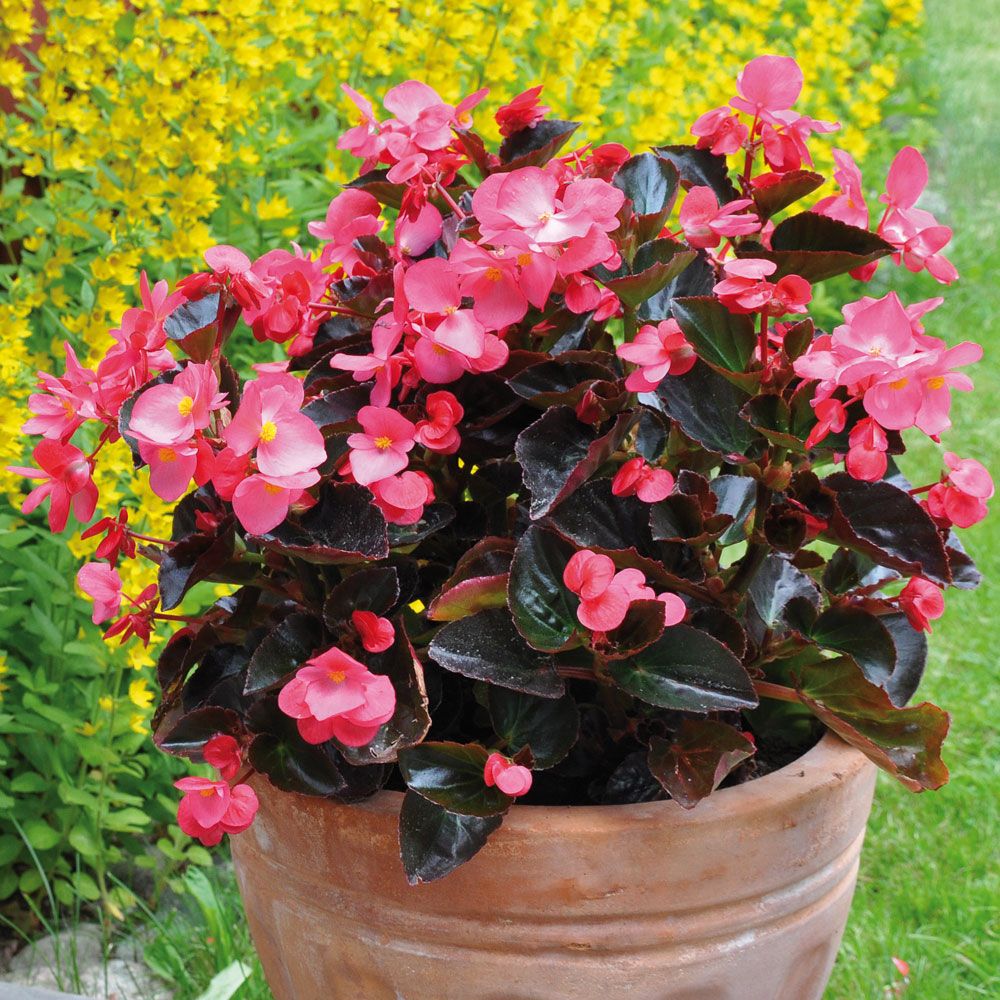 Begonia 'Big Rose with Bronze Leaf' i gruppen Frø / Etårige blomster hos Impecta Fröhandel (51)