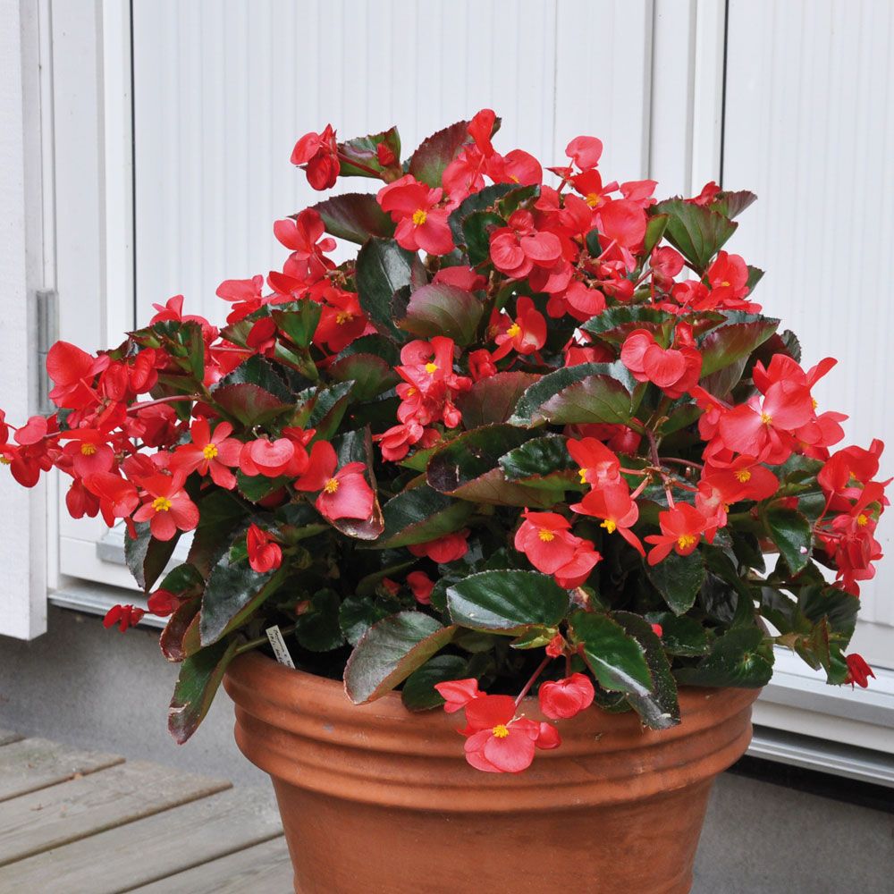Begonia 'Big Red with Green Leaf' i gruppen Frø / Etårige blomster hos Impecta Fröhandel (54)