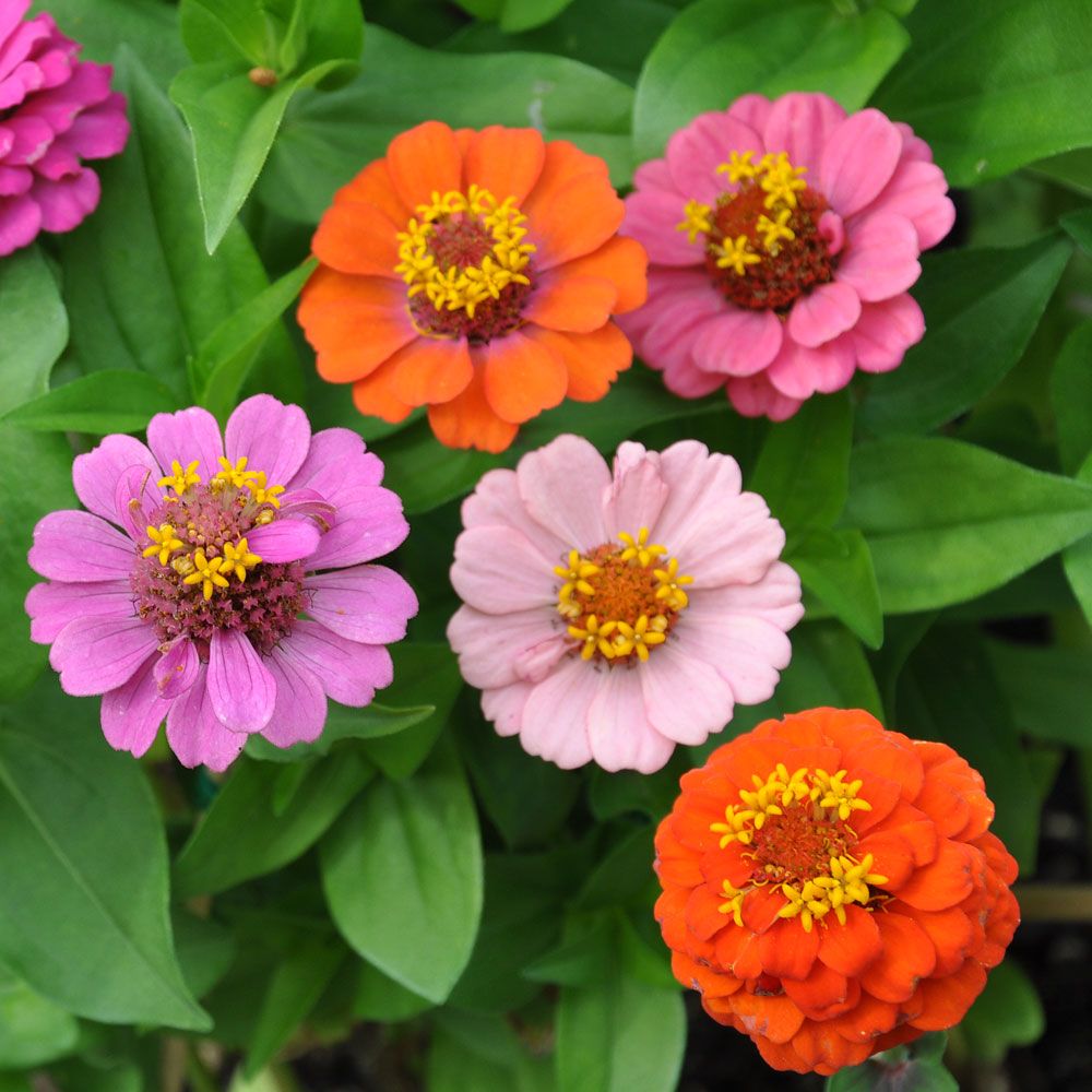 Frøkenhat ''Thumbelina'', Letdyrket sommerblomst med små, dobbelte blomster i sm