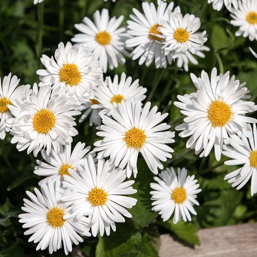 Alpeasters 'Albus', Masser af enkelte, små, rent hvide blomster med en gul midte.