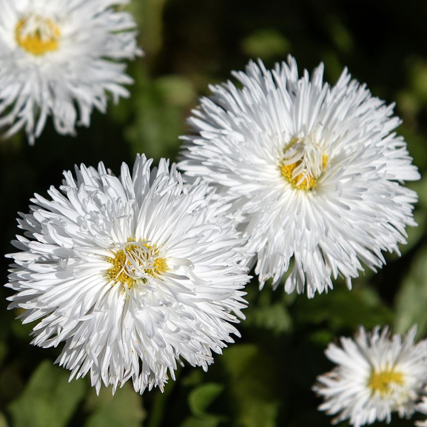 Tusindfryd 'Habanera White', Flotte, rent hvide, store, fyldte blomster på lave, tuedannende planter.