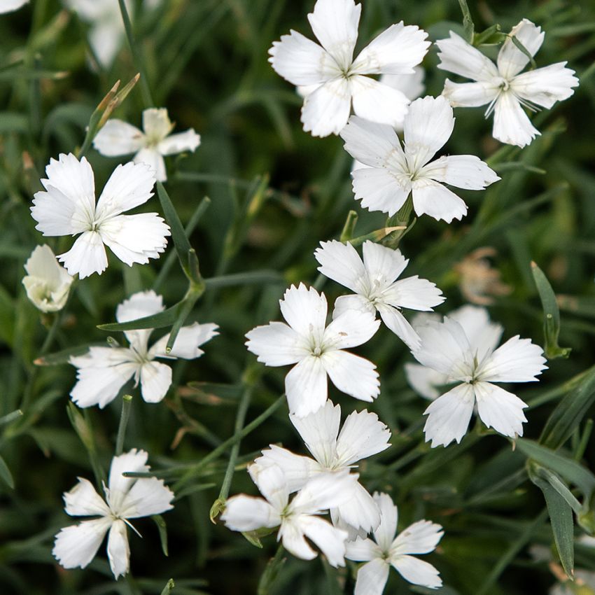 Bakkenellike 'White', Masser af små hvide, blomster med frynsede kronbladskanter.
