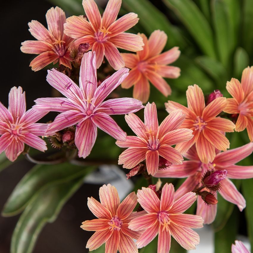 Lewisia 'Little Plum', stjerneformede blomster i nuancer af pink, koral og abrikos, alle med mørkere årer på bladene.