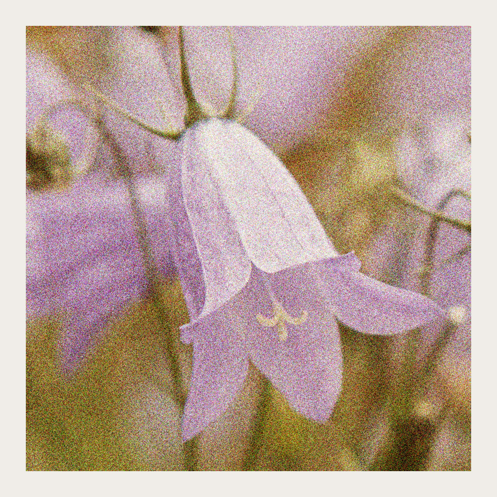 Liden Klokke i gruppen Frø / Nordiske vilde blomster hos Impecta Fröhandel (7180)