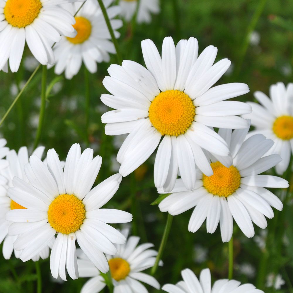 Hvid Okseøje i gruppen Frø / Nordiske vilde blomster hos Impecta Fröhandel (7530)