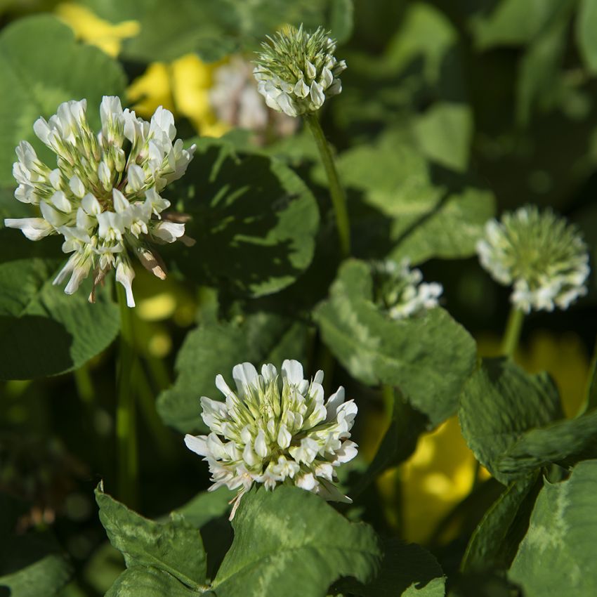 Hvidkløver i gruppen Frø / Nordiske vilde blomster hos Impecta Fröhandel (78901)