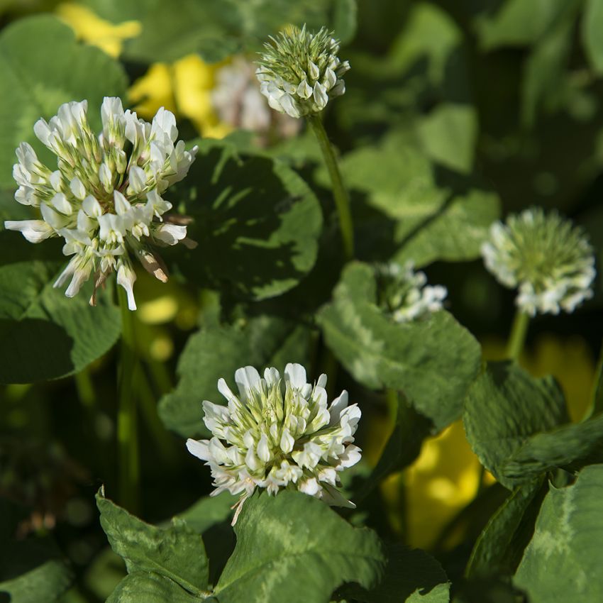 Hvidkløver i gruppen Frø / Nordiske vilde blomster hos Impecta Fröhandel (78901)