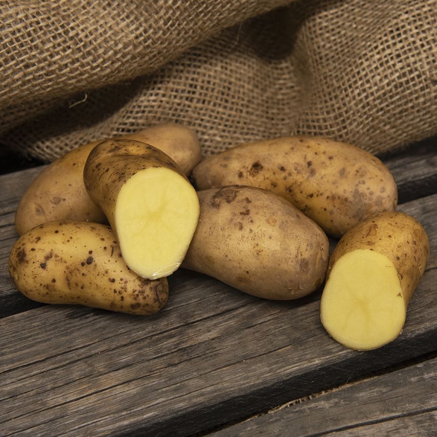 Læggekartofler ''Amandine'' 1 kgFastkogende kartofler, tidlige og gode til opbev