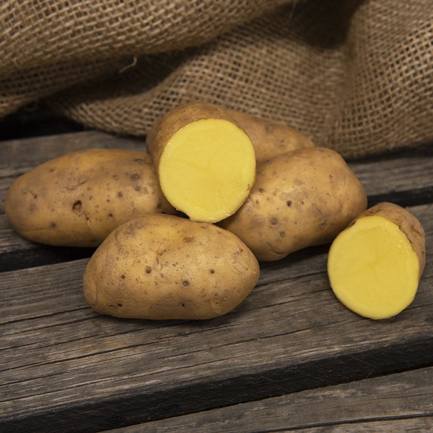 Læggekartofler ''Charlotte'' 1 kg, Fastkogende kartofler, tidlige og kan opbevar