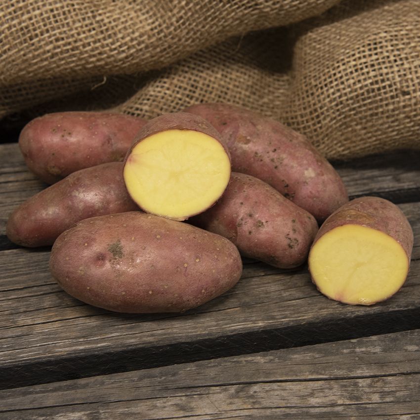 Læggekartofler ''Cherie'' 1 kg, Fastkogende kartofler, tidlige og kan opbevares.