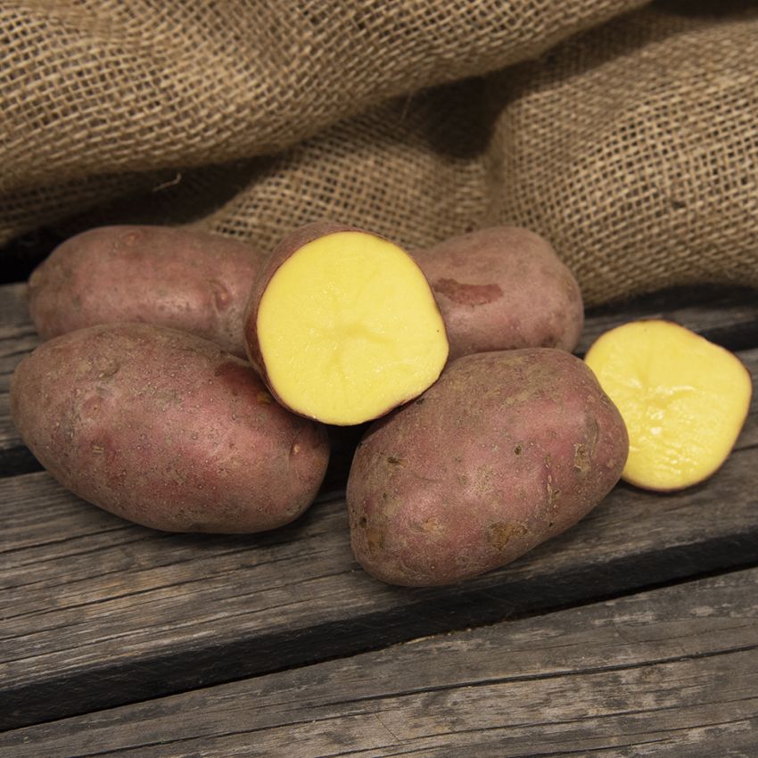 Læggekartofler ''Labella'' 1 kg, Let melede kartofler, tidlige og velegnede til 