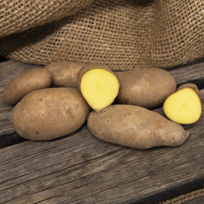 Læggekartofler ''Mandel'' 1 kg, Fastkogende, melede kartofler, sene og velegnede
