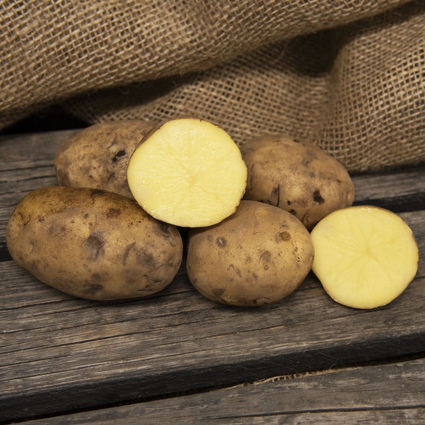 Læggekartofler ''Maria'' 1 kg, Faste kartofler, meget tidlig. Kulturarvssort, de