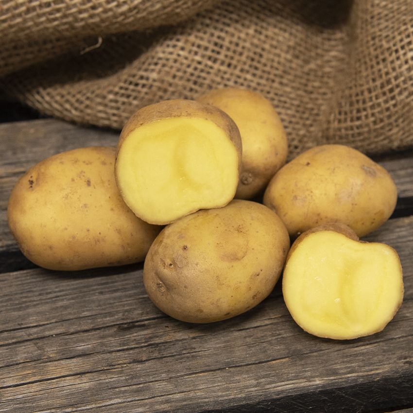 Læggekartofler ''Marine'' 1 kg, Fastkogende kartofler, meget tidlige. 