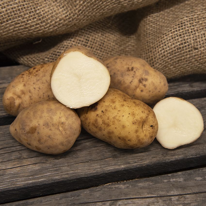 Læggekartofler ''Maris Bard'' 1 kg, Fastkogende kartofler, tidlige til medium-ti