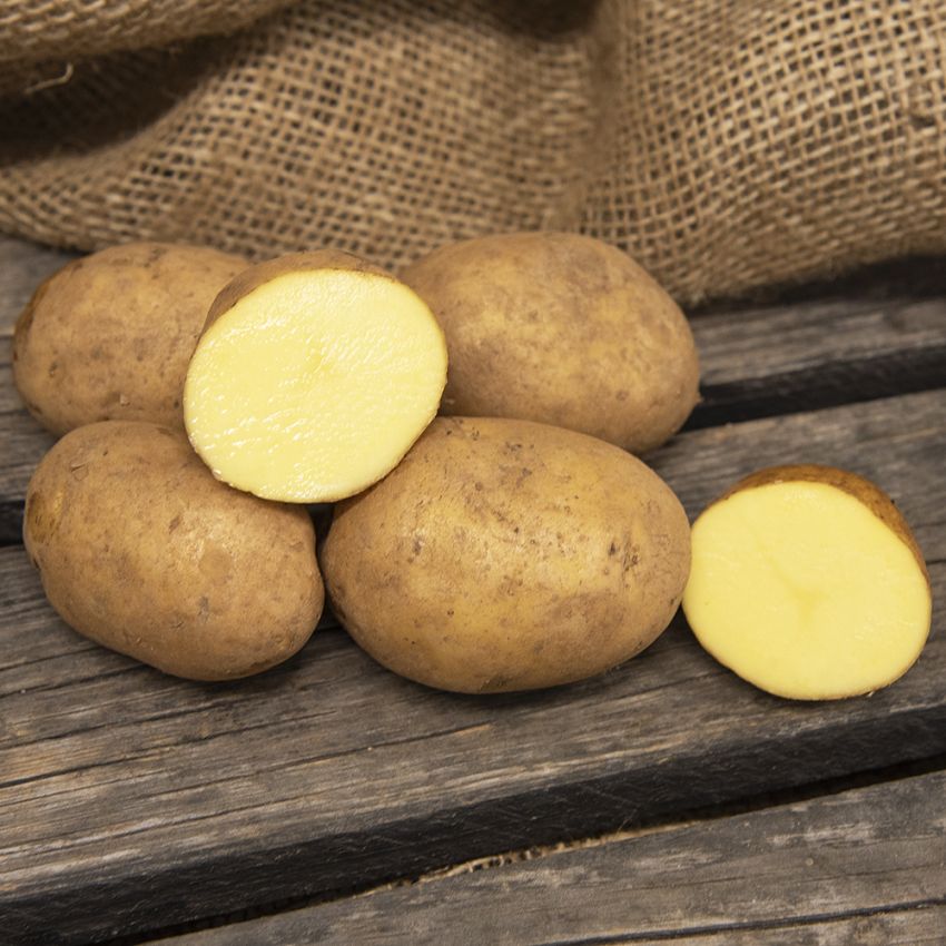 Læggekartofler ''Octa'' 1 kg, Fastkogende kartofler, meget tidlige.