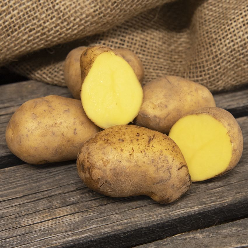 Læggekartofler ''Charlotte'' 1 kg, Fastkogende kartofler, tidlige og kan opbevar