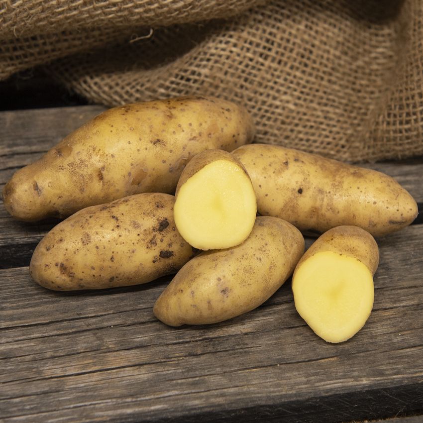 Læggekartofler ''Sparrispotatis'' 1 kg, Fastkogende kartofler, sene og kan opbev