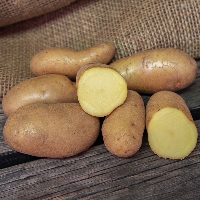 Læggekartofler ''''''''Juliette'''''''' 1 kg, Fastkogende kartofler, tidlige og 