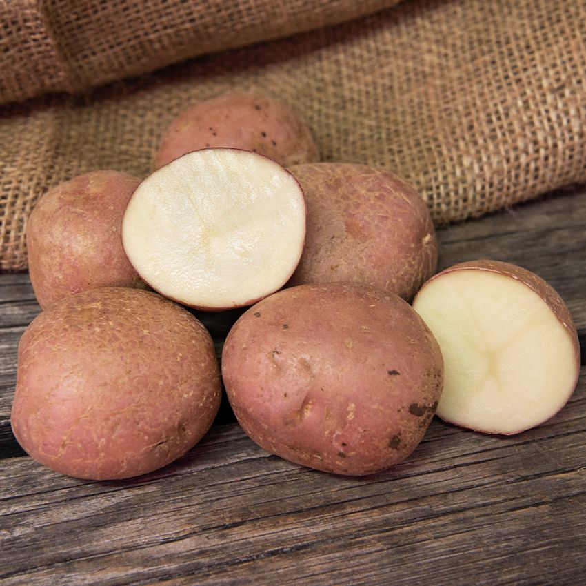 Læggekartofler ''''''''Monte Carlo'''''''' 1 kg, Fastkogende kartofler, medium-t