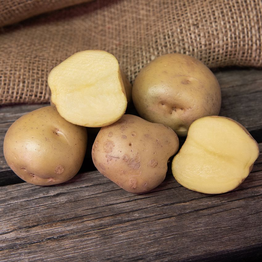 Læggekartofler ''''''''Timo'''''''' 1 kg, Fast potatis, mycket tidig.
