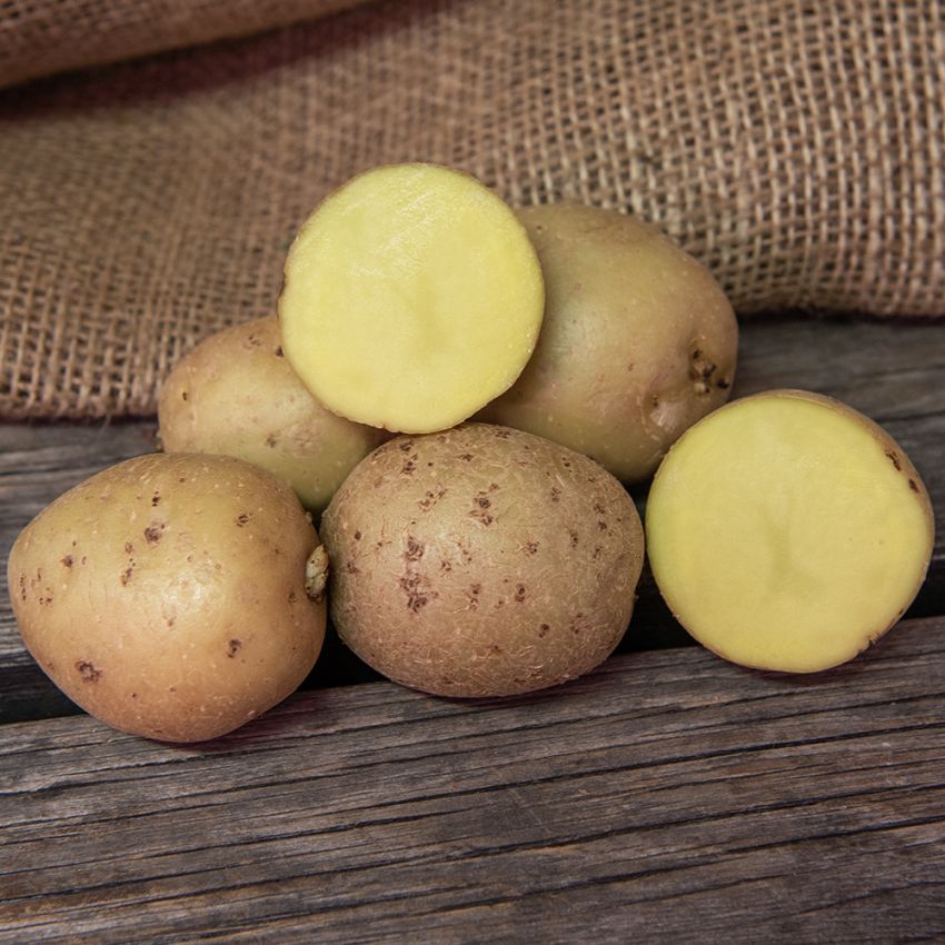 Læggekartofler ''''''''Swift'''''''' 1 kg, Fastkogende kartofler, meget tidlige.