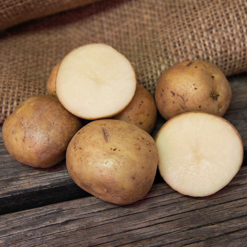 Læggekartofler ''''''''Rocket'''''''' 1 kg, Fastkogende kartofler, meget tidlige