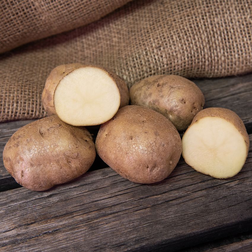 Læggekartofler ''''''''Early Puritan'''''''' 1 kg, Noget melede kartofler, meget