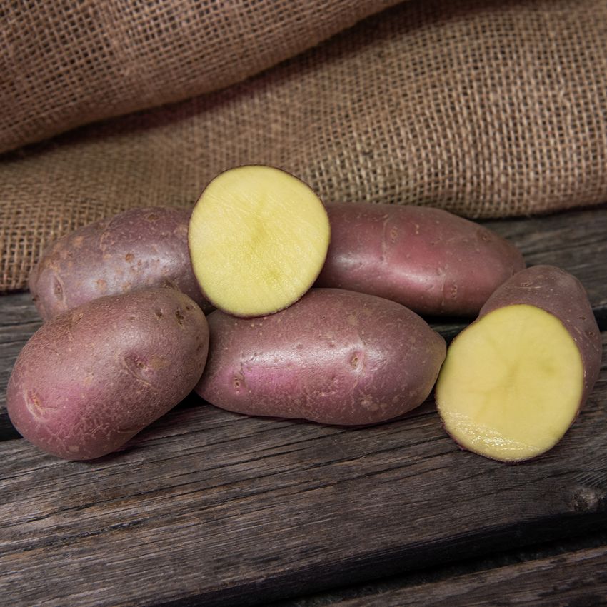Læggekartofler ''''''''Asterix'''''''' 1 kg, Fastkogende kartofler, sene og rigt