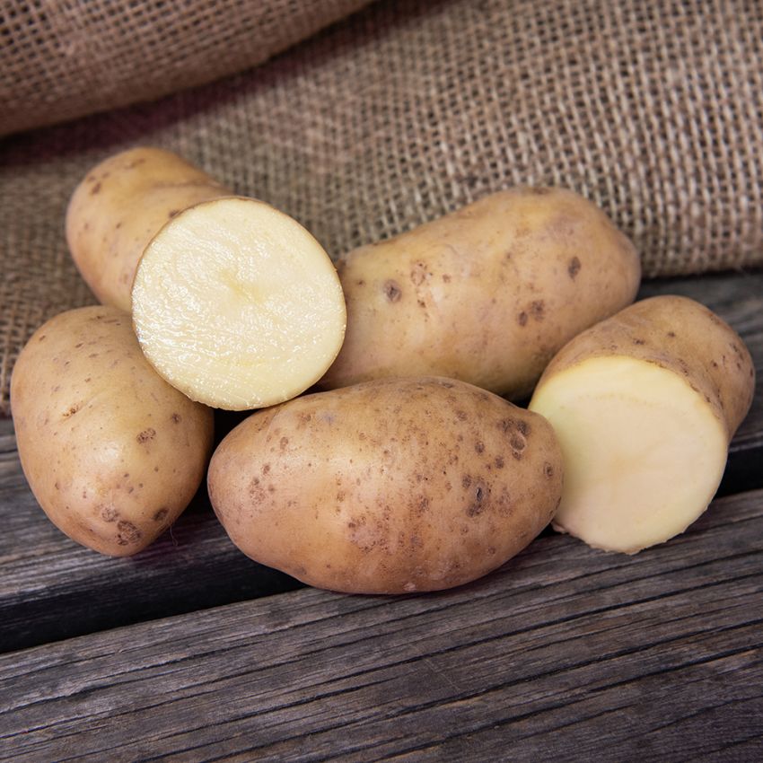 Læggekartofler ''''''''Bintje'''''''' 1 kg, Fastkogende kartofler, sene og kan o