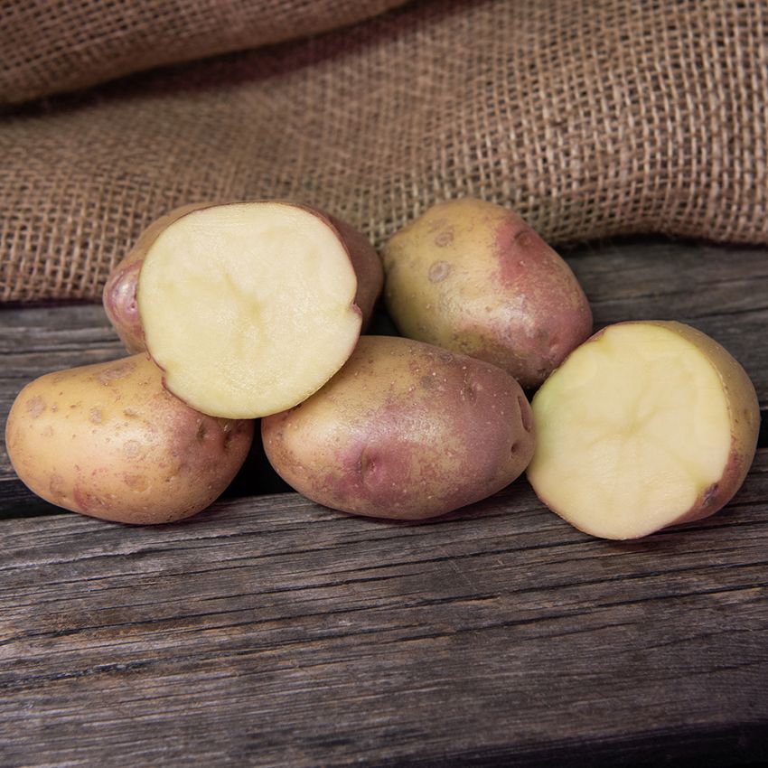 Læggekartofler ''''''''King Edward'''''''' 1 kg, Melede kartofler, sene med god 