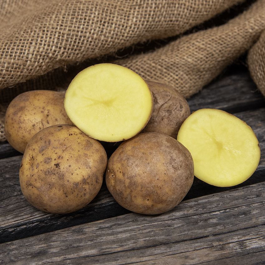 Læggekartofler 'Solist' 1 kg i gruppen Løg og knolde / Kartofler hos Impecta Fröhandel (79026)
