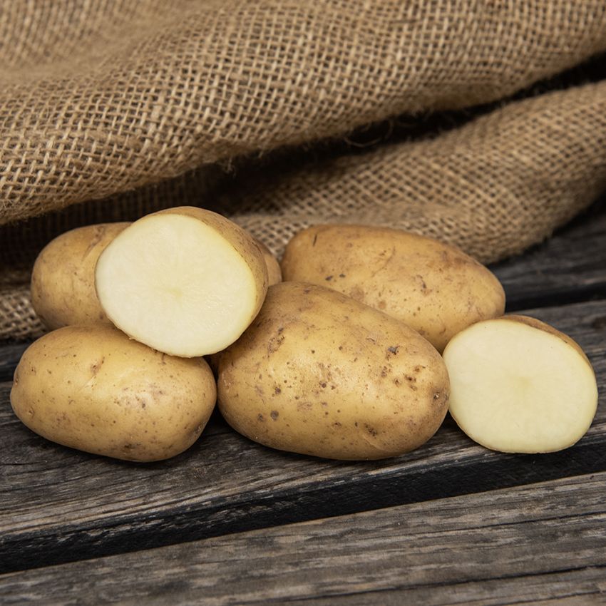 Læggekartofler '7 four 7' 1 kg i gruppen Løg og knolde / Kartofler hos Impecta Fröhandel (79028)