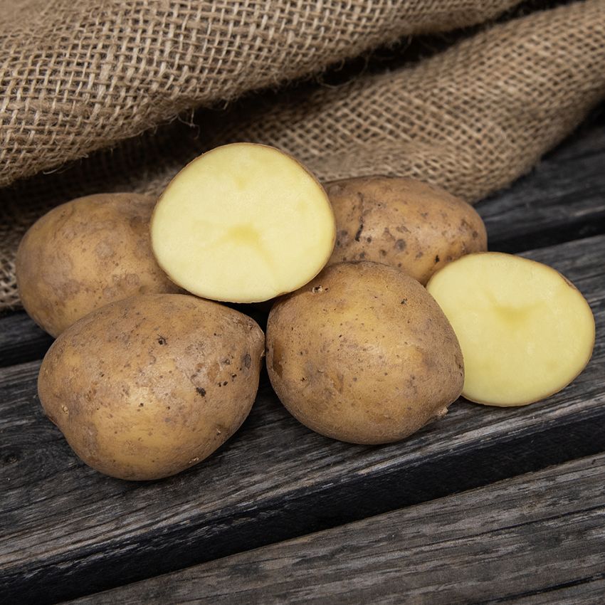Læggekartofler 'Decibel' 1 kg i gruppen Løg og knolde / Kartofler hos Impecta Fröhandel (79029)