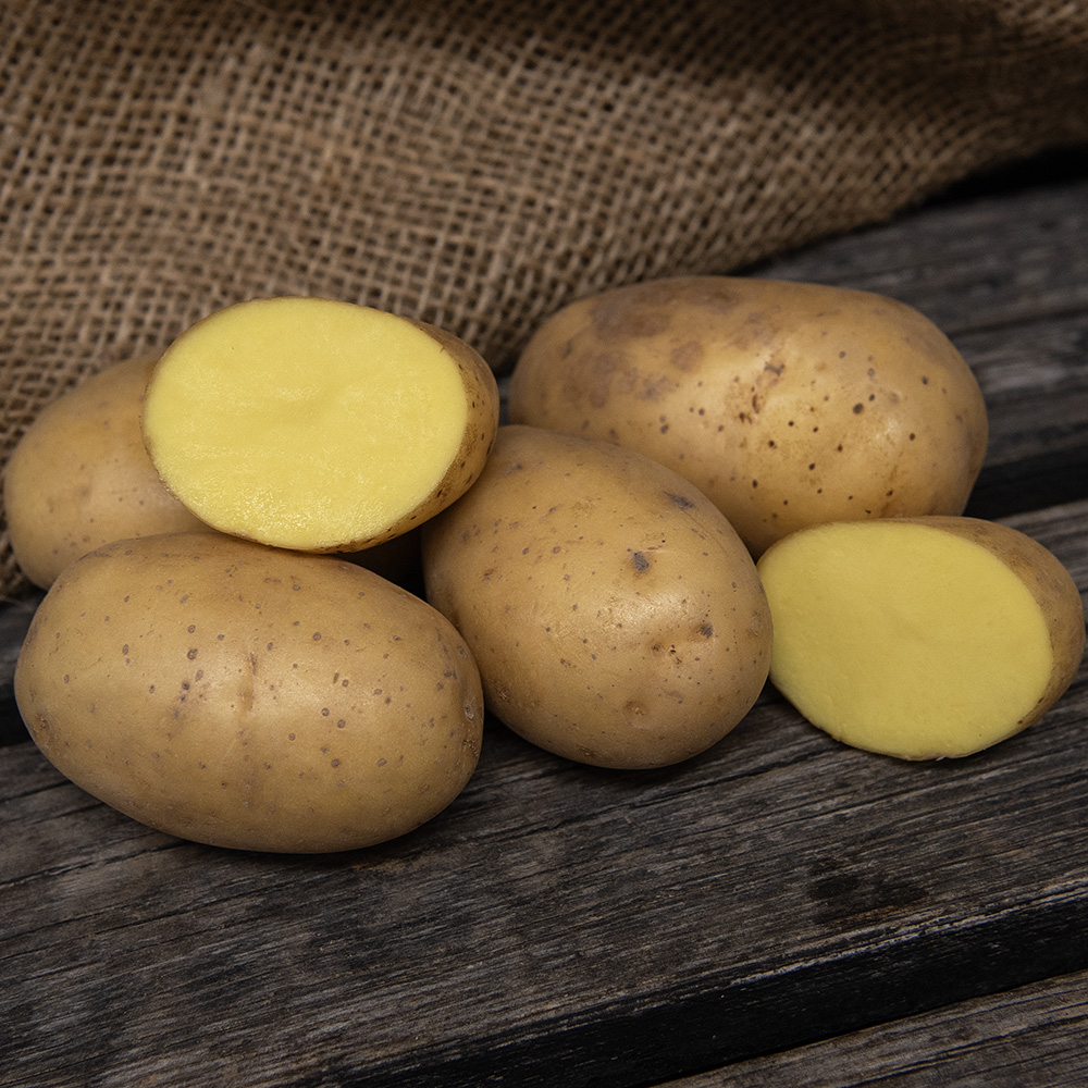 Læggekartofler 'Queen Anne' 1kg