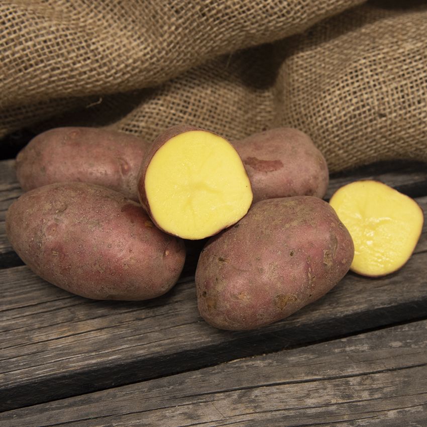 Læggekartofler ''Labella'' 3 kg, Let melede kartofler, tidlige og velegnede til 