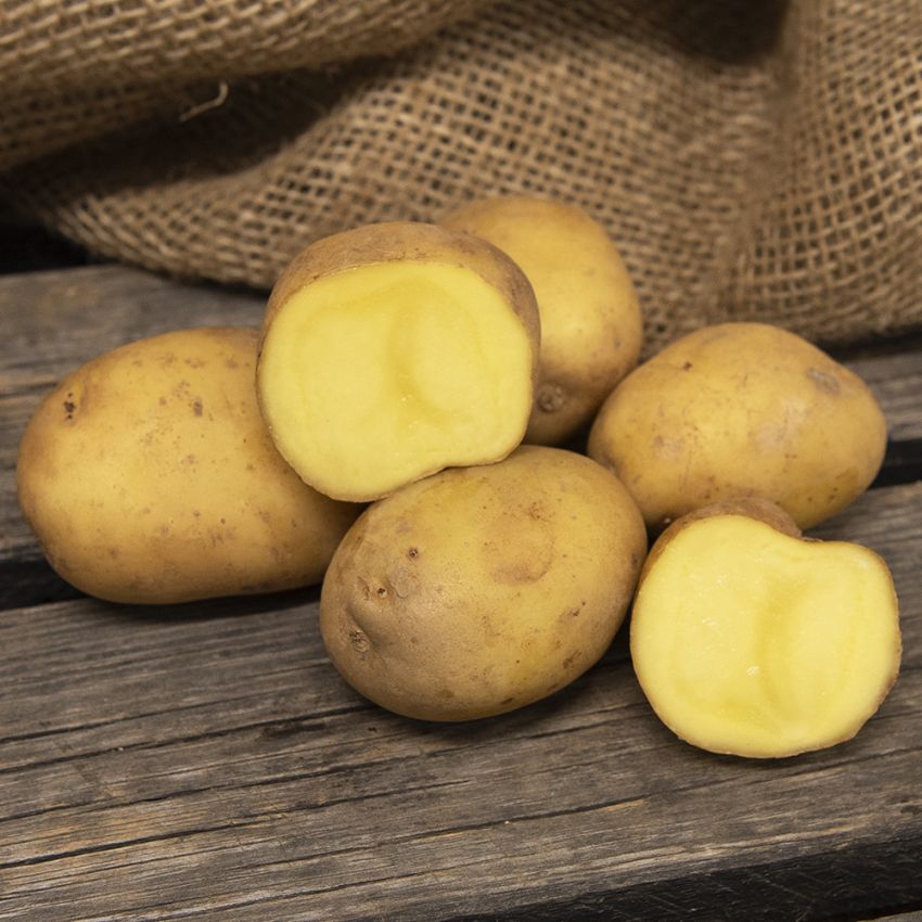 Læggekartofler ''Marine'' 3 kg, Fastkogende kartofler, meget tidlige. 