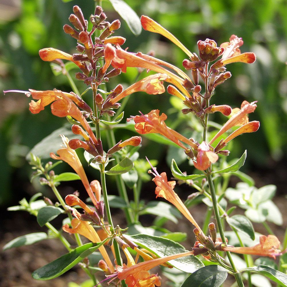 Orange Indianermynte 'Apricot Sprite' i gruppen Frø / Etårige blomster hos Impecta Fröhandel (8015)