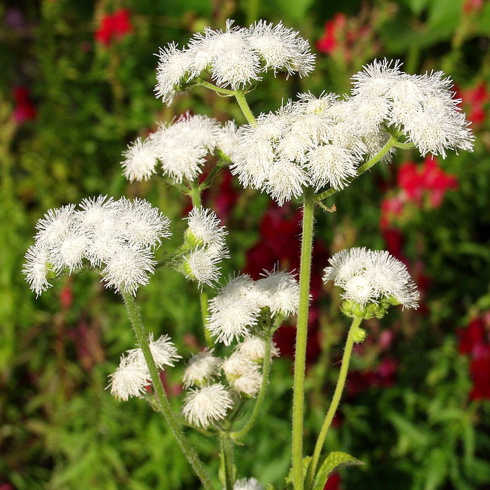 Blåkvast 'Dondo White' i gruppen Frø / Etårige blomster hos Impecta Fröhandel (8021)
