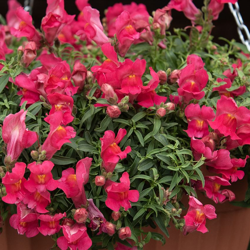 Løvemund F1 'Candy Showers Rose'