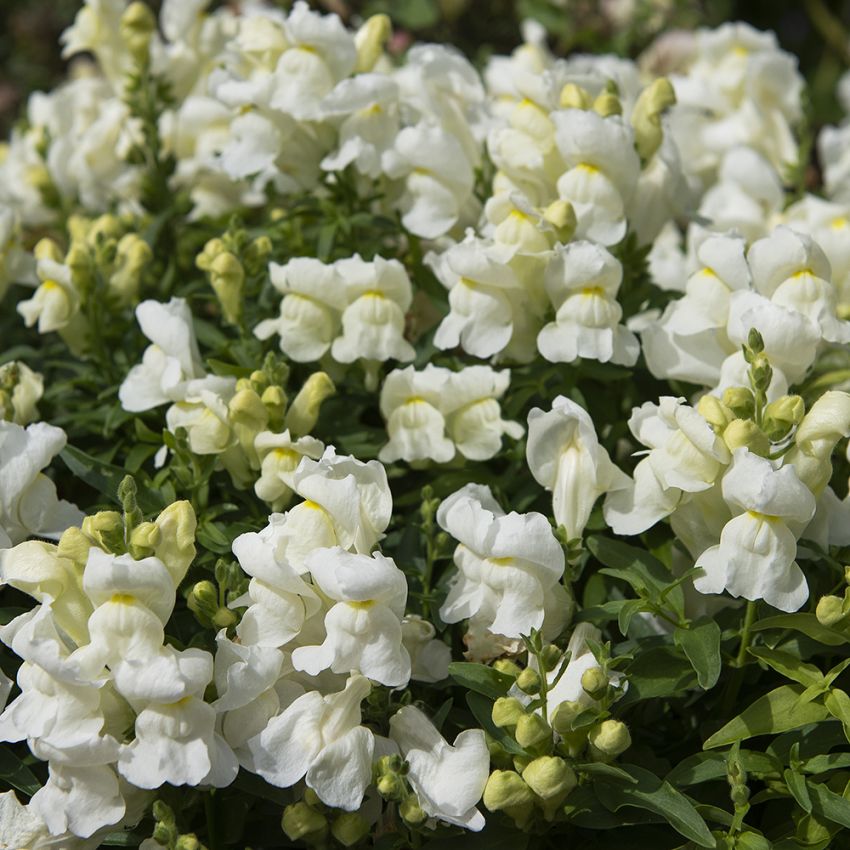 Løvemund F1 'Snappy White' i gruppen Frø / Etårige blomster hos Impecta Fröhandel (80945)