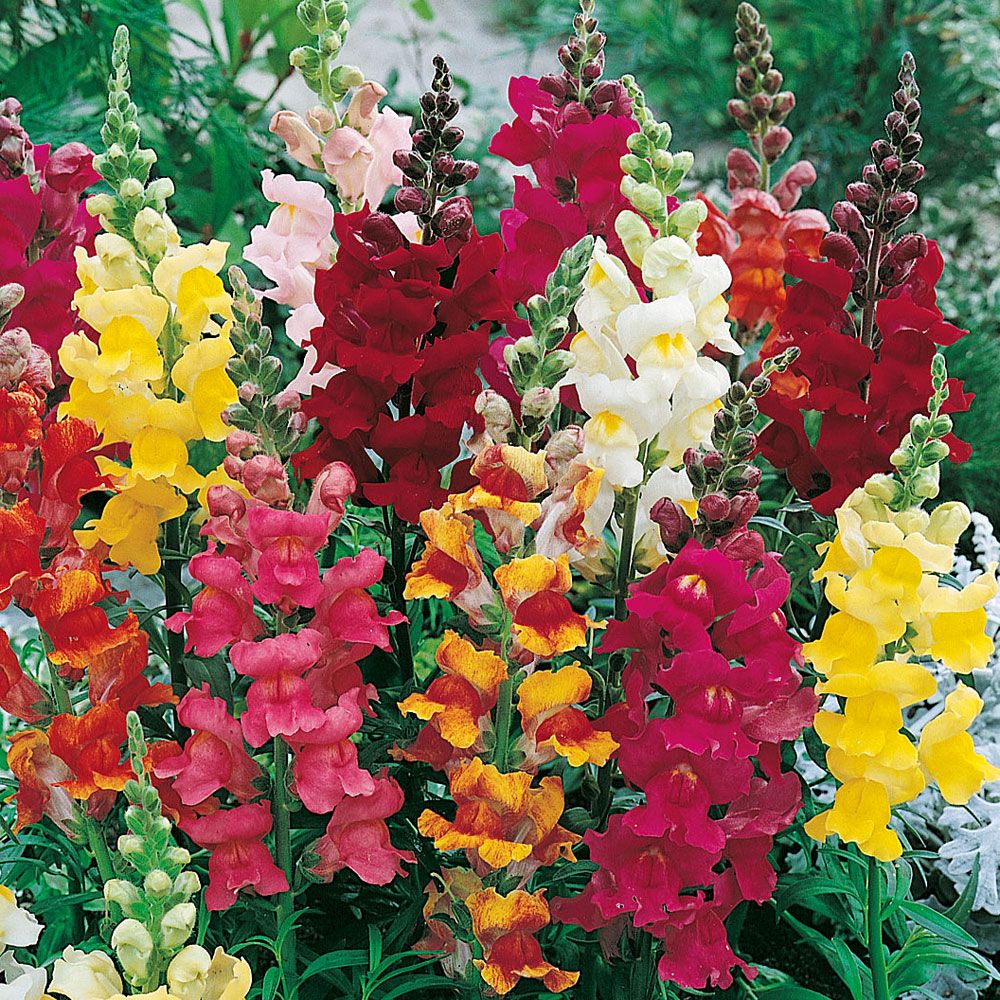 Løvemund 'Rainbow' i gruppen Frø / Etårige blomster hos Impecta Fröhandel (8095)